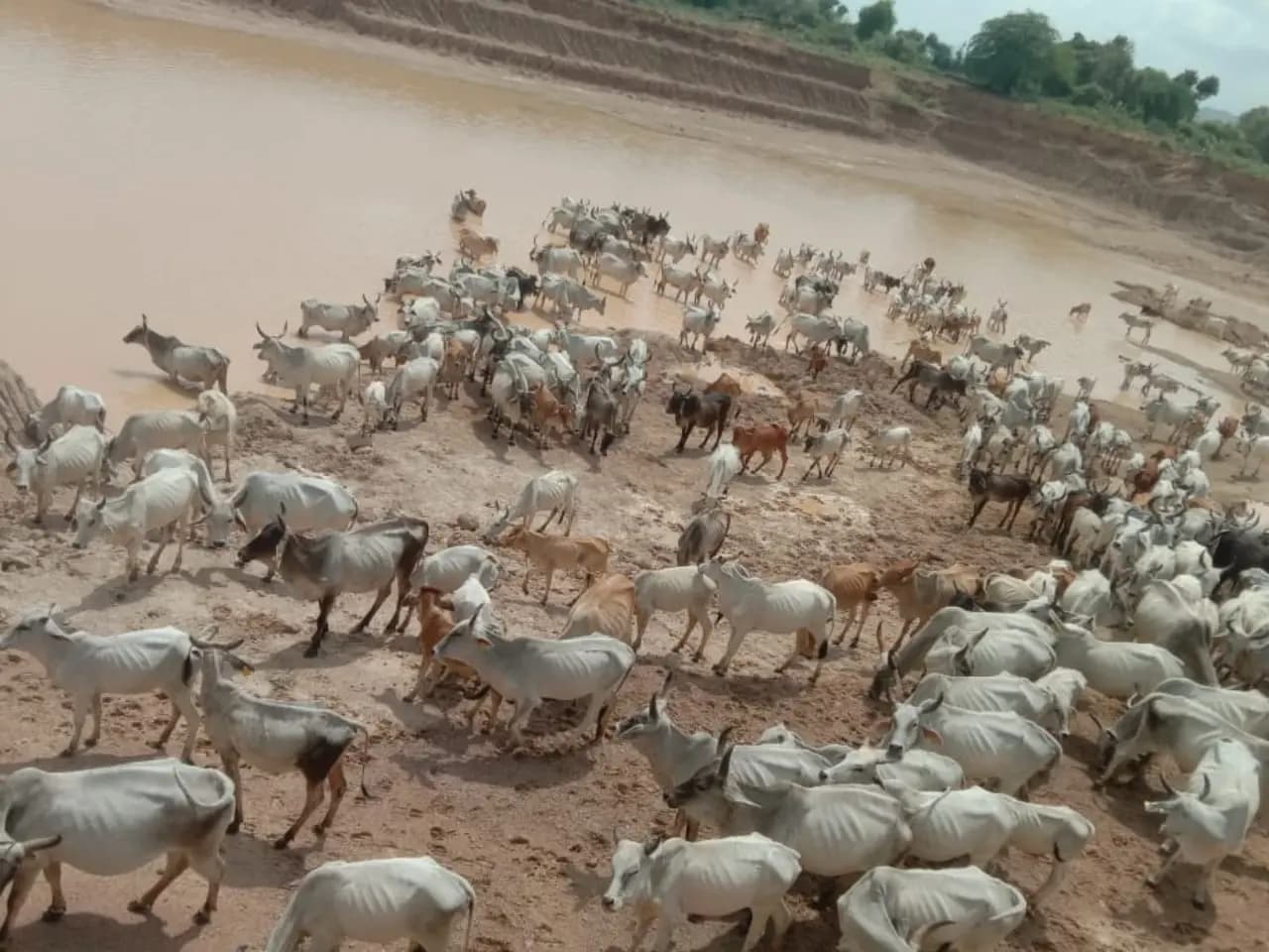 Mokalsar Gaushala 6