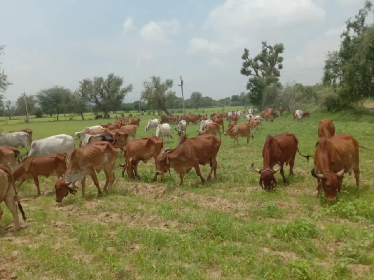 Rescued cows at Mokalsar